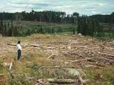 Agricultura transgénica e impactos socioambientales: una lectura a partir del Cerrado/Brasil