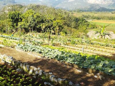 Agriculturas, resiliencia y cambio climático: estrategias agroecológicas