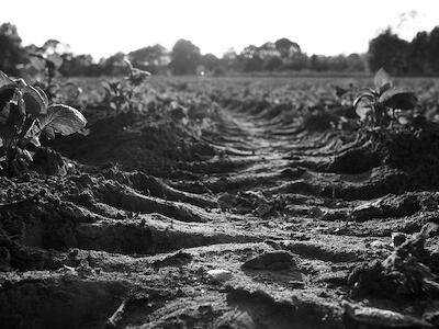 Agroecología de maquillaje