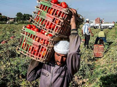 Foto: FAO/Heba Khamis