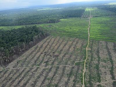 - Fotografia registrada por analista em geoprocessamento evidencia as etapas do desmatamento na Amazônia - Foto: Juan Doblas