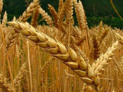 Ambientalistas, académicos e indígenas presentaron un amparo contra el cultivo del trigo transgénico