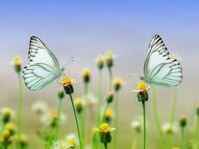 Dos mariposas sobre las flores. Foto: Roverhate / Pixabay