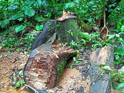 Balsa en Ecuador #3: tala indiscriminada de balsa en la Reserva de Biosfera Chocó Andino 