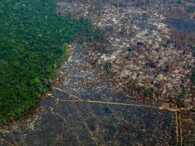 Bancos inyectaron 235 mil millones de reales en negocios de deforestación - Boletín #857 de la RALLT