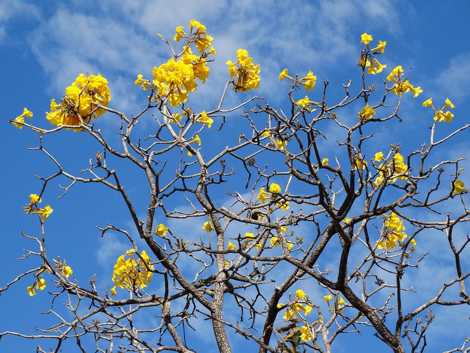 Brasil: A florada do ipê e a rede social secreta da natureza |  Biodiversidad en América Latina