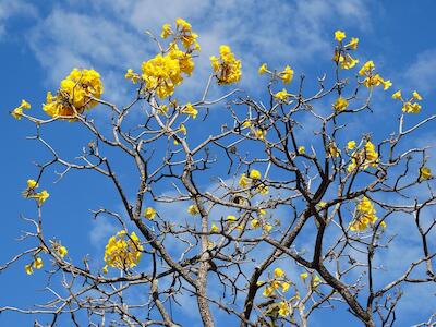 Brasil: A florada do ipê e a rede social secreta da natureza