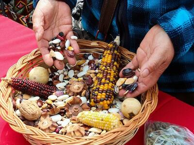 Carta en defensa de las semillas y la agricultura campesina e indígena