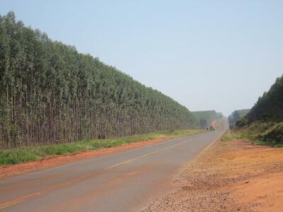 Carta pública ao Congresso Mundial da IUFRO: Plantações não são Florestas!