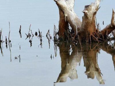 Reflejo de un árbol en el agua en los humedales del lago Tasitolu, en Timor Leste. Foto: Martine Perret / ONU