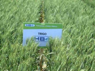 Civil society organisations call for the definitive suspension of the planting and commercialisation of GM wheat