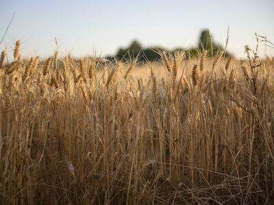 Campo de centeno en Castilla. Foto: Álvaro Minguito