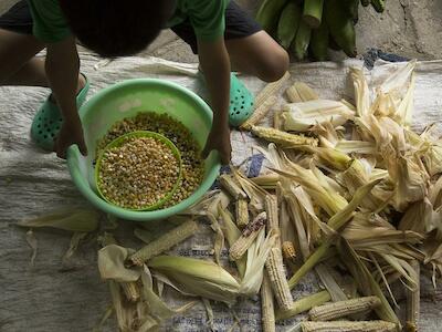 - Desgranando maíz en la Peninsula de Nicoya, Costa Rica. Foto de Paula Cruz.