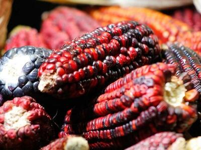 Después de 30 años de libre comercio, México es peligrosamente dependiente de la agricultura de Estados Unidos para la alimentación de la población. Foto Germán Canseco/Archivo