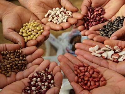 ¿Cuál es la importancia de las semillas y qué sucede con estas en el modelo agronegocios?