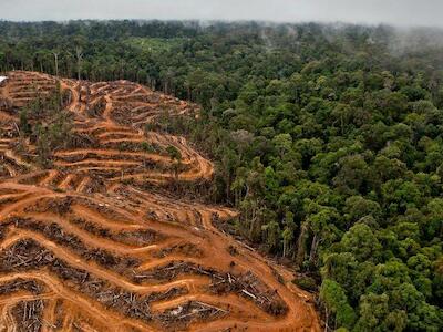 Cuatro países de Latinoamérica en la lista mundial de los más devastados por la deforestación en el 2018