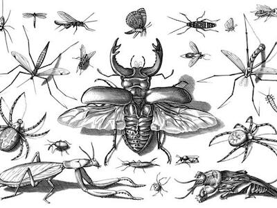 Insectos – Gordon Johnson