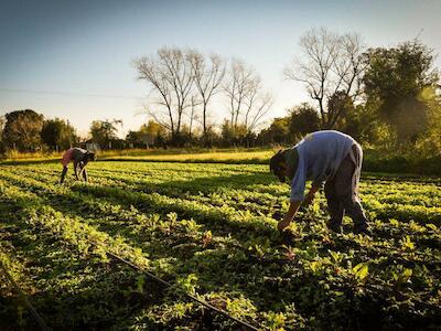 ¿De qué hablamos cuando decimos soberanía alimentaria?