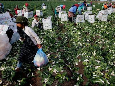 De surco en surco: el viacrucis de los jornaleros agrícolas