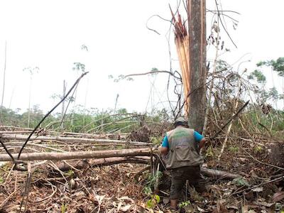 Deforestación superó las 2 millones de hectáreas en la Amazonía de Bolivia, Colombia, Ecuador y Perú
