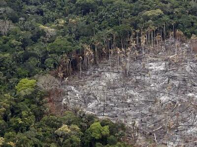 Detener la pérdida de biodiversidad: 5 ámbitos clave para desescalar el extractivismo en América Latina