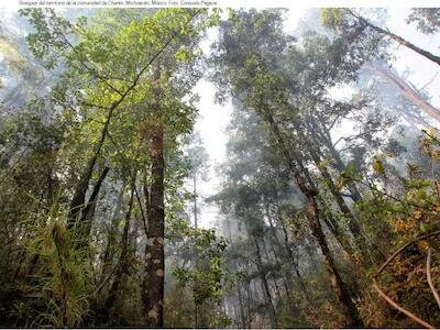 Bosques del territorio de la comunidad de Cherán, Michoacán, México. Foto: Consuelo Pagaza