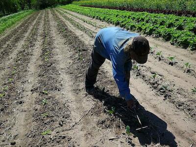 Disputa territorial de la industria de alimentos y las agriculturas para la vida en América latina