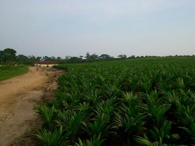 El acallado sufrimiento de las mujeres que viven en los alrededores y dentro de las plantaciones industriales de palma aceitera de Feronia