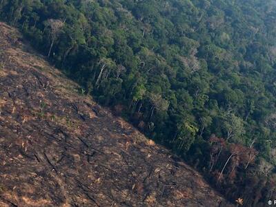 El Banco Santander financió a empresas cárnicas relacionadas con deforestación de la Amazonia