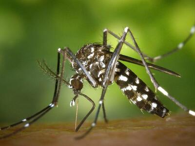 El dengue y la mentira transgénica