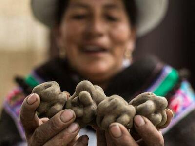 El increíble viaje de la papa andina, el tubérculo que transformó el mundo