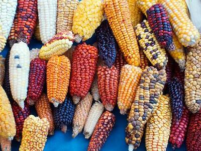 El maíz y la vida en la siembra testimonios indígenas del maíz y la autonomía en México 