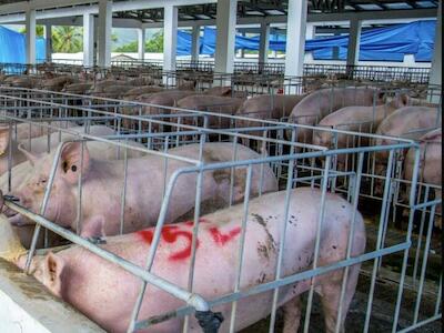 El monopolio de la industria de la carne y la crianza intensiva en el Ecuador y en la región latinoamericana