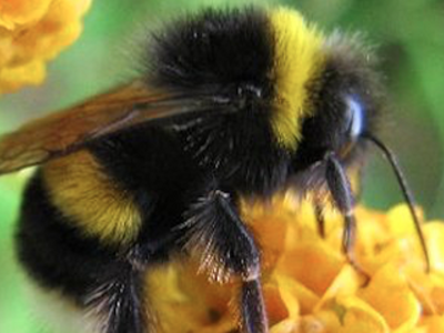 El presente: Abejas adictas. El futuro próximo: abejas transgénicas y abejas robot