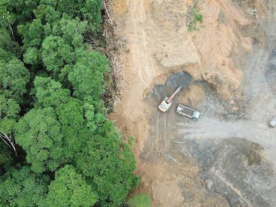 El río, el bosque y la ceguera