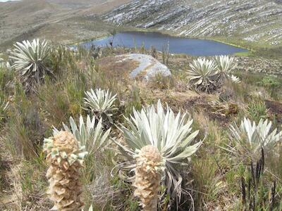 El rol fundamental de la organización campesina en la protección del majestuoso páramo de Sumapaz