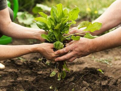 El suelo: la canasta de alimentos de la humanidad