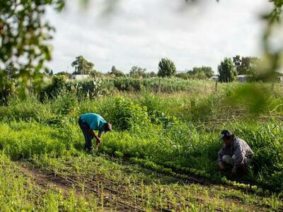 Dos productores trabajando en una de las huertas urbanas de Rosario (Foto: gentileza de la Secretaría de Ambiente y Espacio Público de la Municipalidad de Rosario)