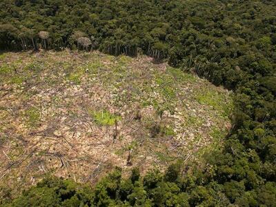 Emergência climática pode ser mais letal à Floresta Amazônica do que desmatamento