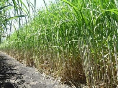 Entrevista com Marcos Buckeridge: O avanço da cana-de-açúcar na Amazônia representa uma ameaça à estabilidade da biodiversidade e do clima