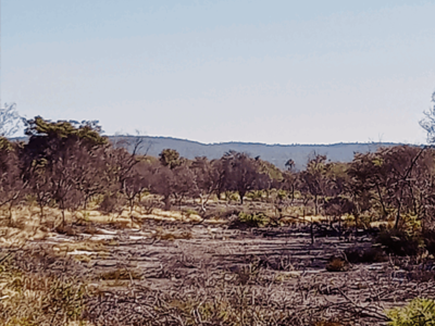 Especulação financeira e impactos socioambientais do agronegócio no Cerrado da Bahia