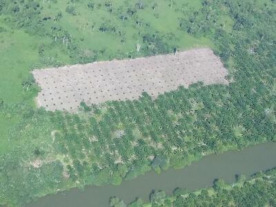 "Está empeorando": los parques nacionales de Honduras afectados por el aceite de palma