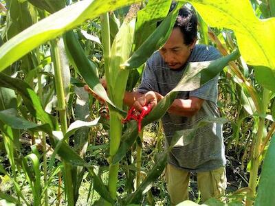 Práctica de selección de maíz nativo en Atoyac de Álvarez, Costa Grande. Foto: Marcos Cortez
