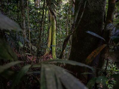 La pérdida de bosque por el cultivo de palma ocasionó la emisión de más de 2 millones de toneladas de carbono en las últimas dos décadas. Foto: Diego Pérez / Oxfam.