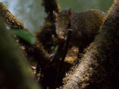 Estudo aponta que a biodiversidade do planeta está desaparecendo