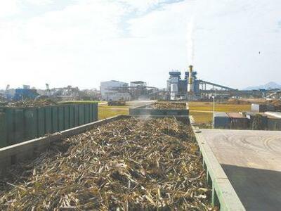 Producción. Zafra de caña para el ingenio estatal en el municipio paceño de San Buenaventura. Foto: ABI