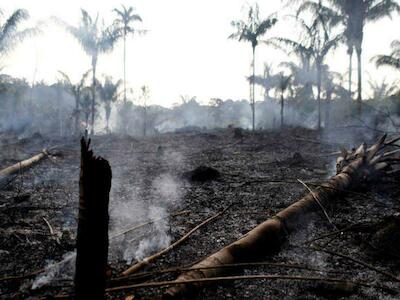 Extração de madeira e queimadas na Amazônia fazem degradação crescer 5.000%