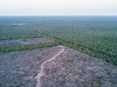 Fabricantes de autos: complicidad en la deforestación del Chaco paraguayo