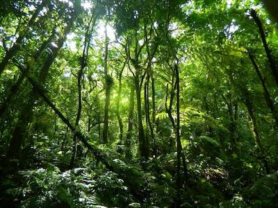 Floresta Amazônica resiste a longos períodos de seca, mas perde diversidade