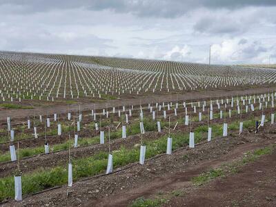 Olivar superintensivo de reciente plantación en Moura. Foto: André Paxiuta